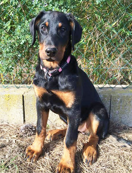 domainedelalicorne.fr Elevage de beauceron chiot beauceron pure race élevage du clos de la licorne elevage des gardiens de la licorne elevage beauceron noir et feu authentique gros gabarits élevage de Beauceron familial sérieux et qualité domainedelalicorne.fr suivi des chiots conseil d’éducation chiot propre bas rouge santé caractère spécialiste du beauceron noir et feu ou arlequin chien rustique berger de France  nos chiots sont élevés avec amour et attention notre passion au service de la qualité Beauceron de qualité et sportif domaine de la licorne 04380 BARRAS élevage en liberté éleveur berger de beauce élevage de beauceron de travail 